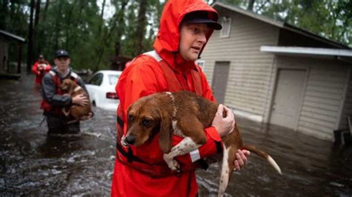 10 Beagles Rescued by Coast Guard from Hurricane Florence