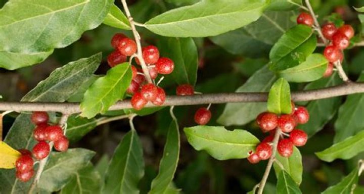 Are buckthorn berries poisonous to dogs?