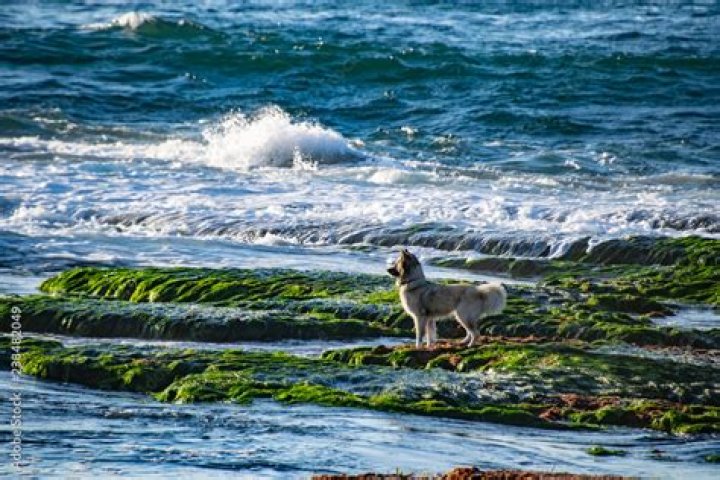 Are dogs allowed at La Jolla tide pools?