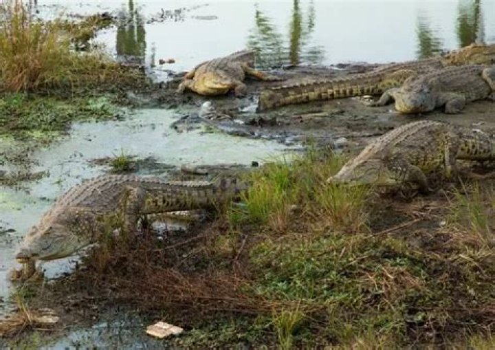 Are there crocodiles in Lake Victoria?