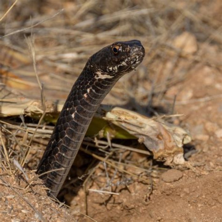 Are there snakes in Santa Fe NM?