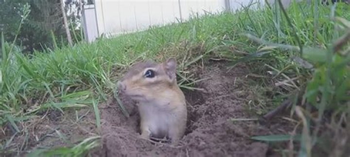 Can Chipmunks damage house foundation?