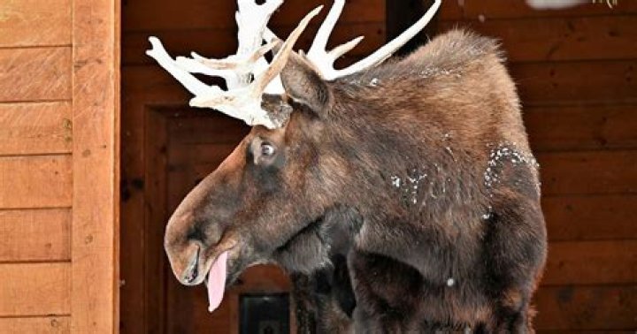 Did Tycho Brahe have a pet moose?