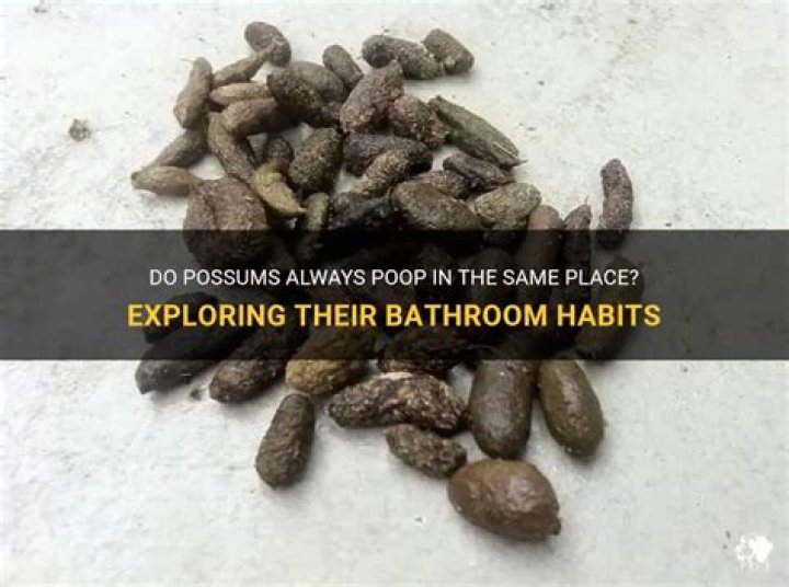 Do possums poop in pools?