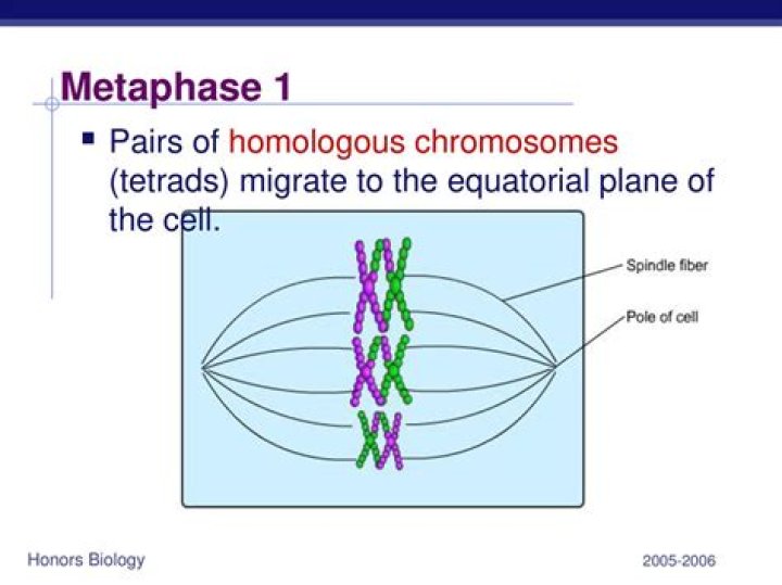 During which stage of meiosis do Tetrads line up at the equator?