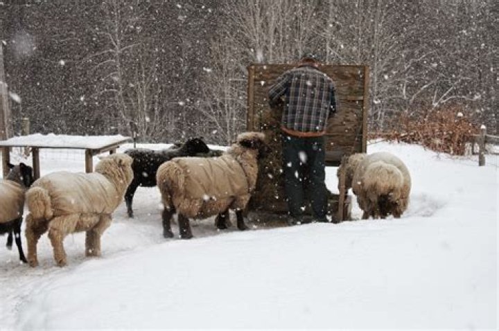 How cold can sheep survive?