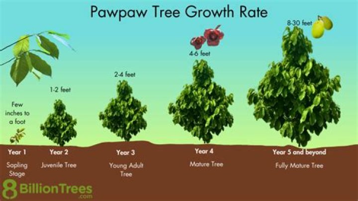 How do I identify a paw paw tree?