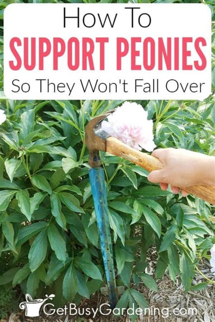 How do you keep peonies upright?