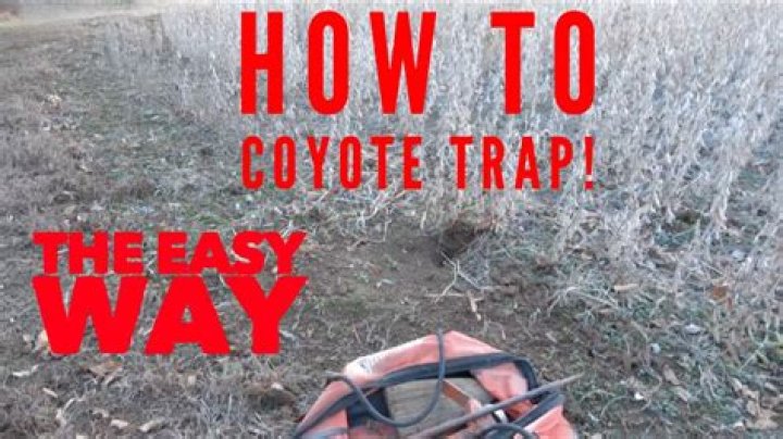How do you make a homemade coyote trap?
