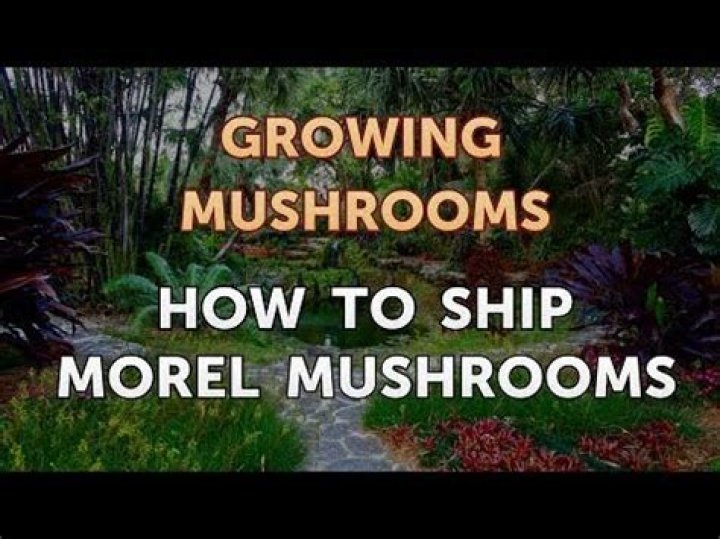 How do you ship morel mushrooms?