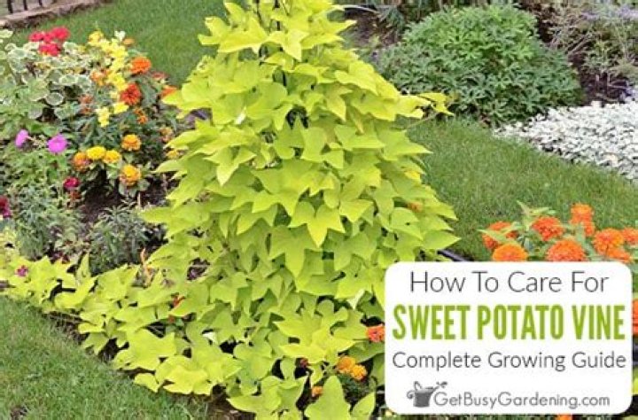 How do you take care of a sweet potato vine in the winter?