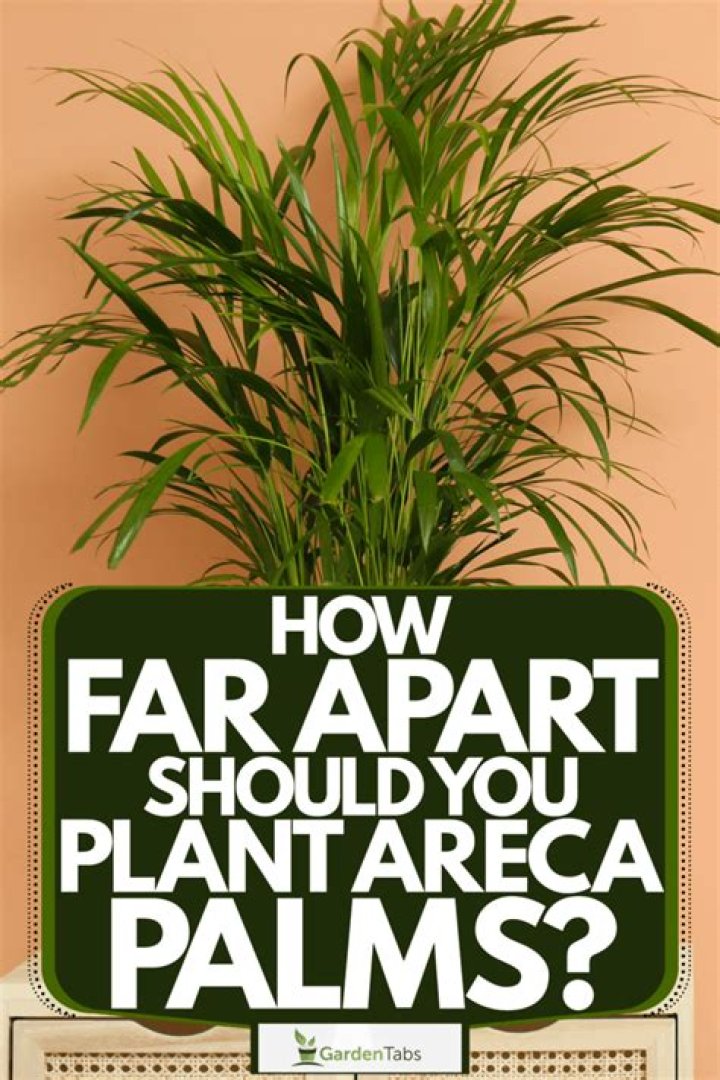 How far apart should you plant areca palms?
