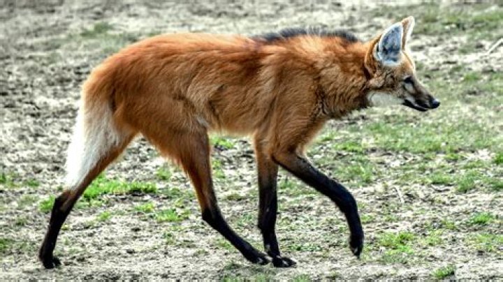 How fast is a maned wolf?