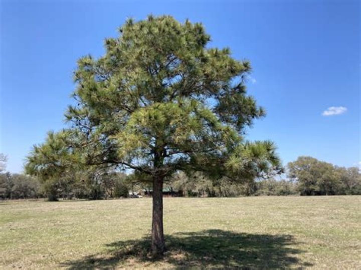 How long does a loblolly pine live?