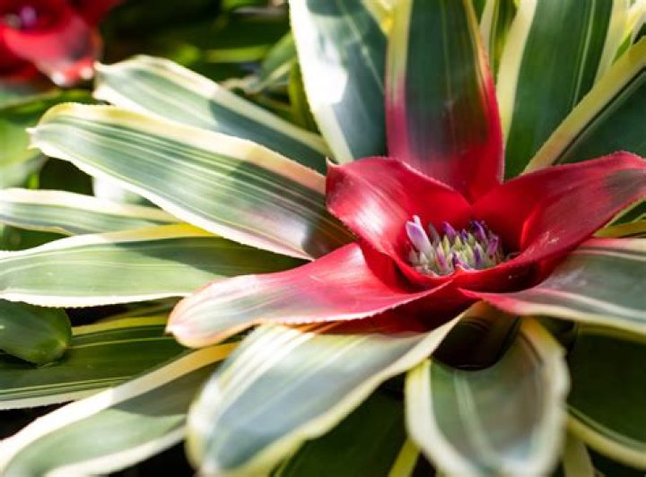 How many times do bromeliads bloom?