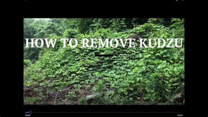 How much does it cost to remove kudzu?