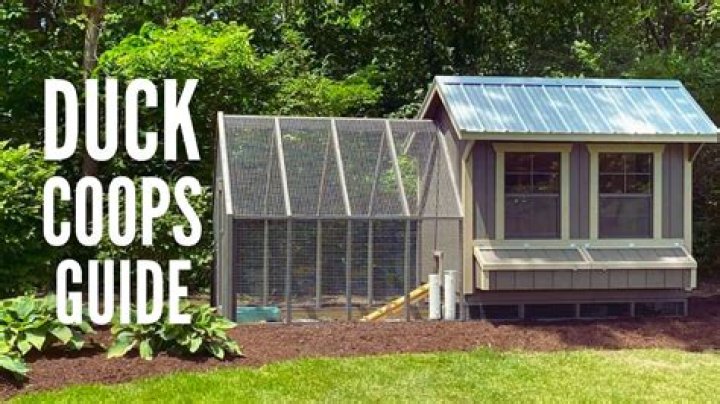 How much space do ducks need in a coop?