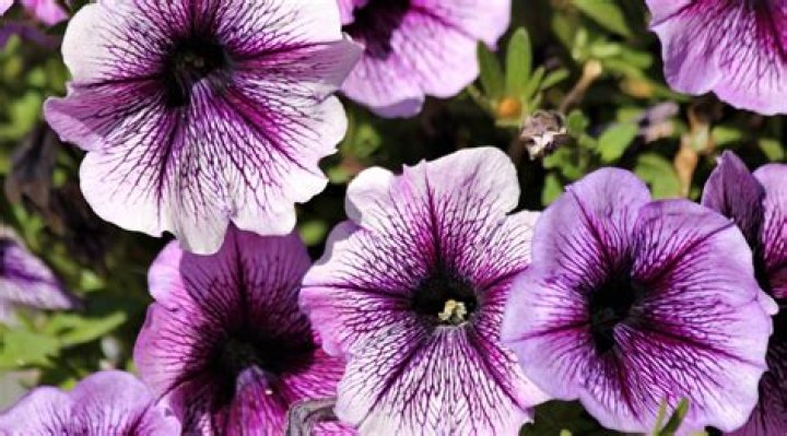 How often do petunias bloom?