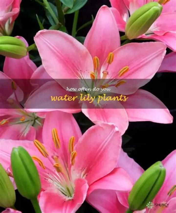 How often do you water Oriental lilies?