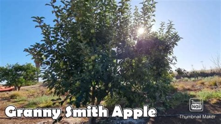 How tall do Granny Smith apple trees get?