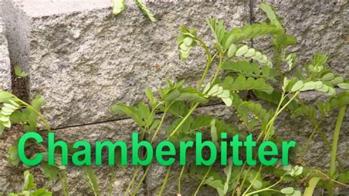 Is Chamberbitter poisonous?