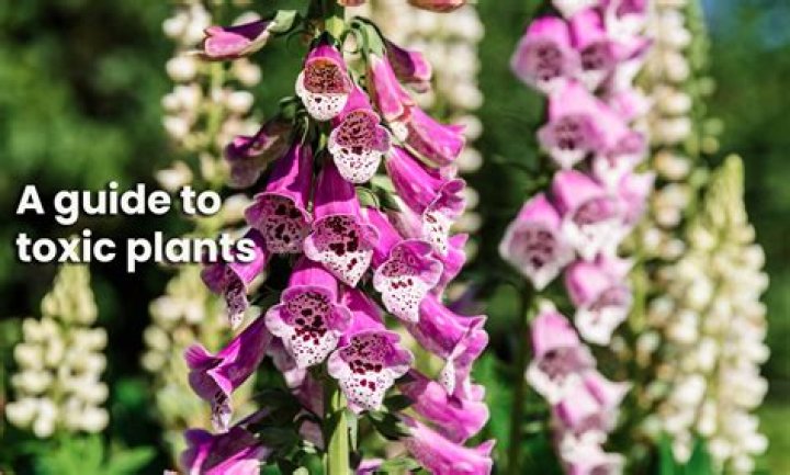 Is China Doll plant poisonous to humans?