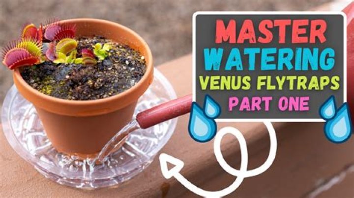 Is distilled water good for Venus fly traps?
