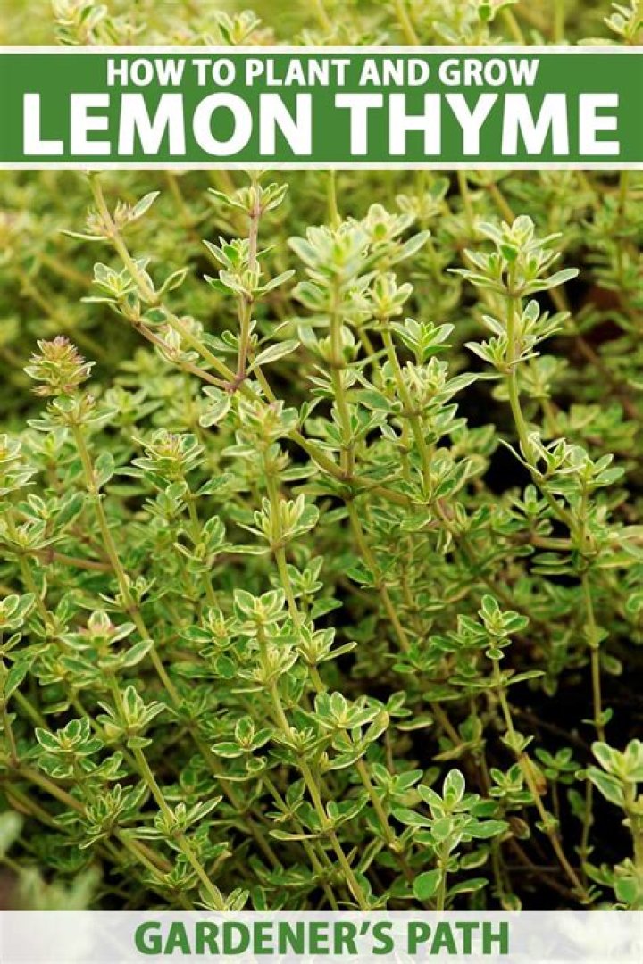 Is Lemon Thyme same as thyme?