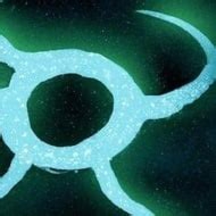 Joe Mazzulla - Age, Family, Bio