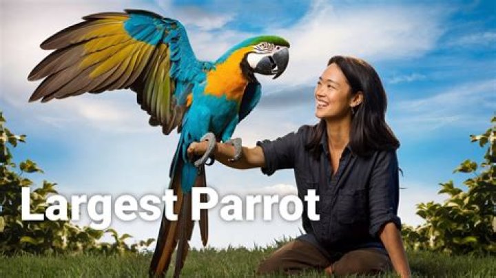 ParrotX2 - Trivia, Family, Bio