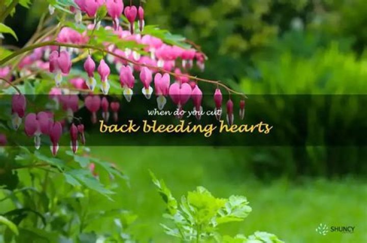 Should bleeding hearts be cut back?