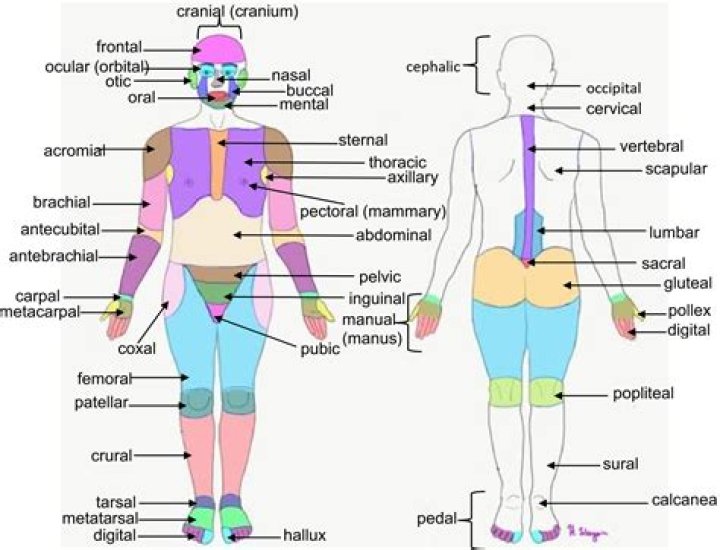 What anatomic location does kyphosis refer to?