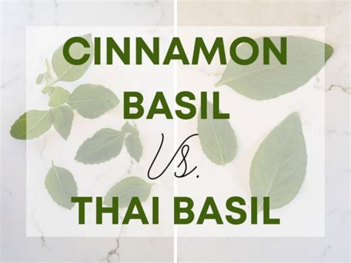What can you use cinnamon basil for?