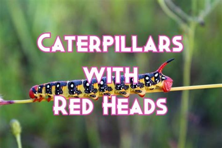 What Caterpillar has a red head?