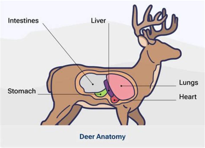 What deer organs can dogs eat?