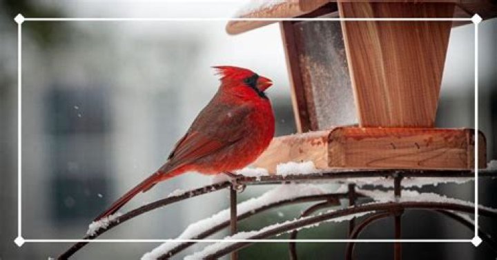 What do cardinals eat during the winter?