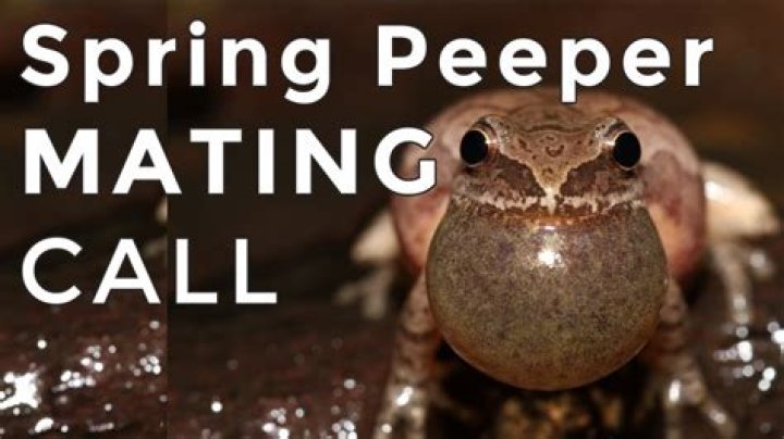 What does a spring peeper sound like?