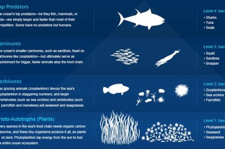 What does fishing down the food web mean?