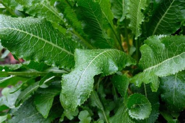 What does wild horseradish look like?