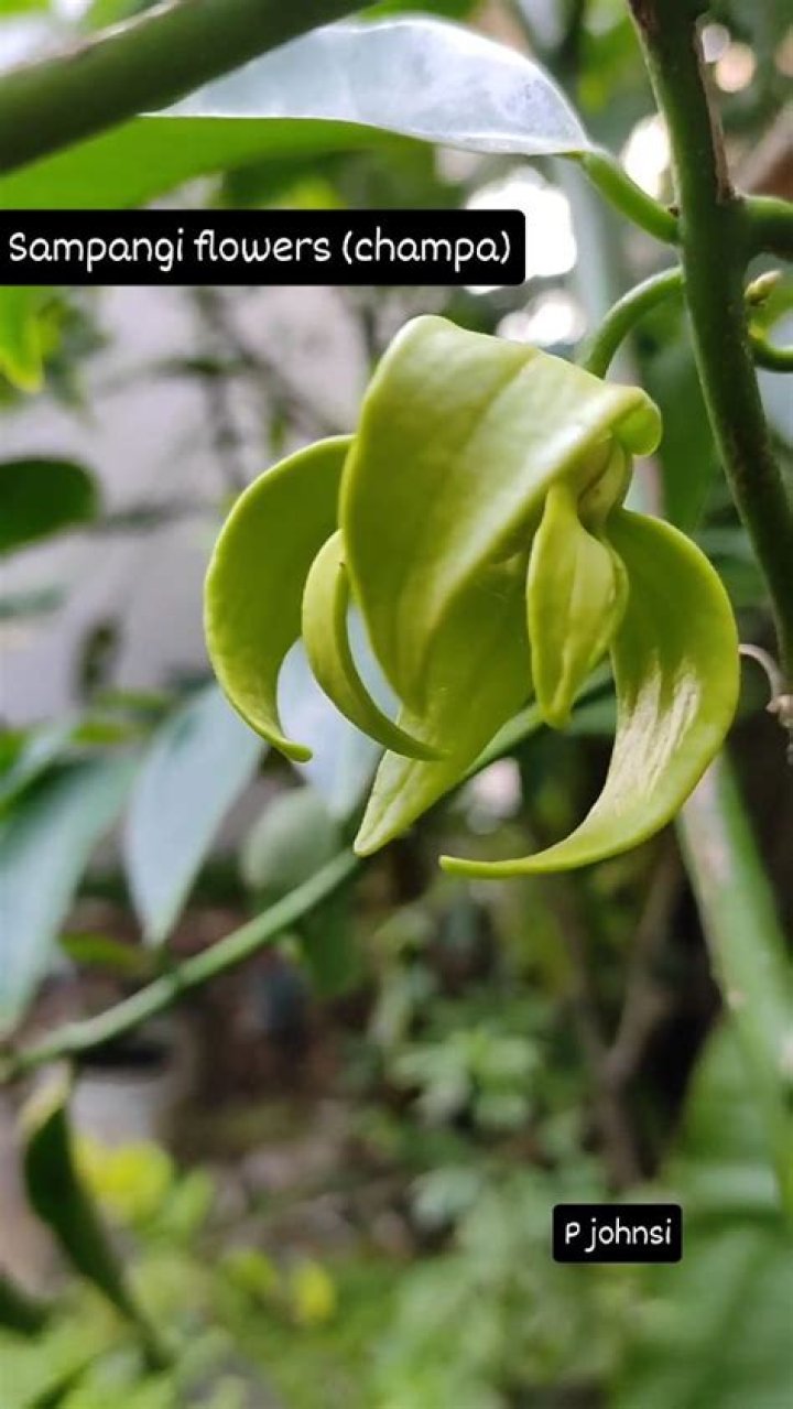 What is sampangi flower?