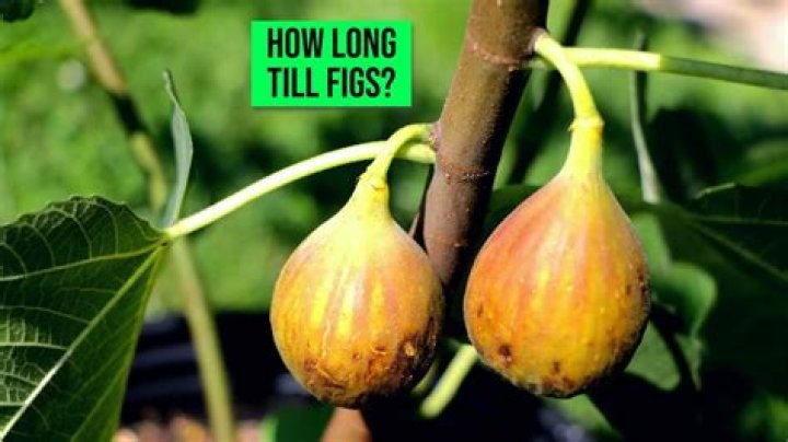 What kind of root system does a fig tree have?