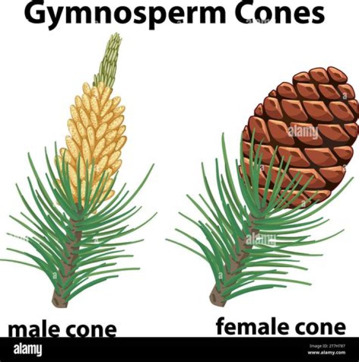 What purpose does a female pine cone serve?