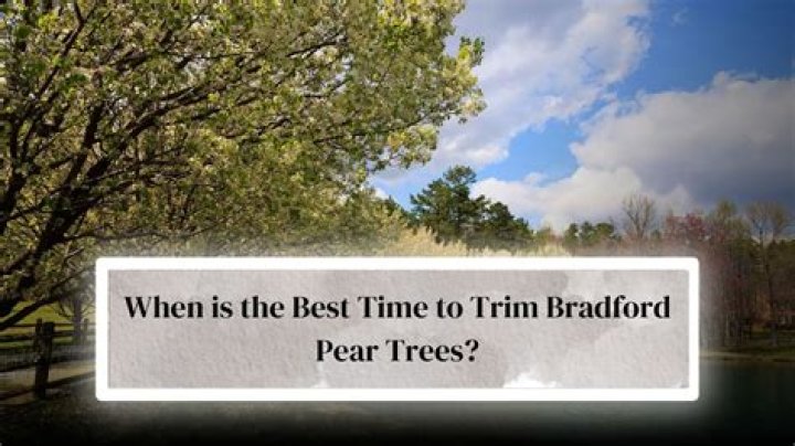 What time of year should you trim Bradford pear trees?