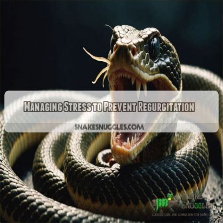 What to do if a snake regurgitates?