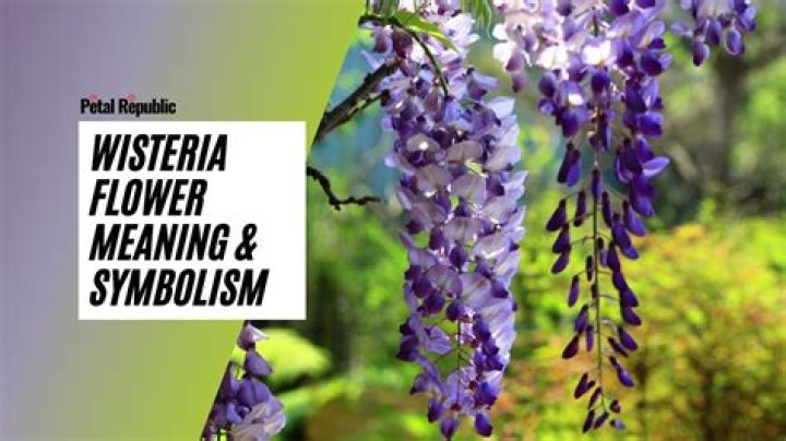 What Wisteria means?