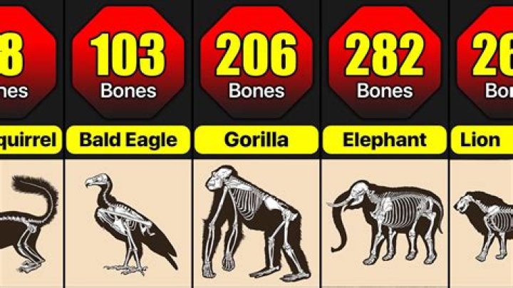Which animal has the most bones?