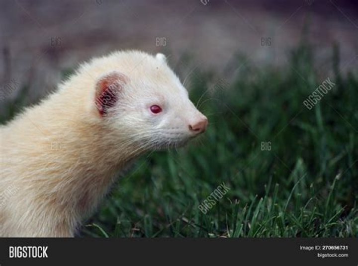 Why are my ferrets eyes red?