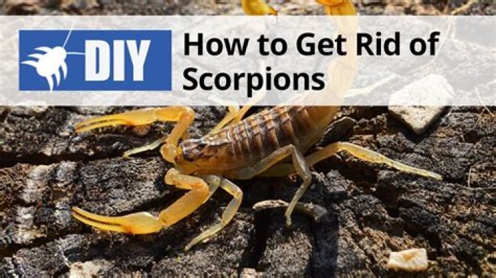 Why are scorpions in my house?