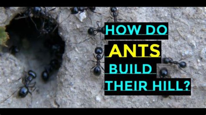 Why do ants build Hills?