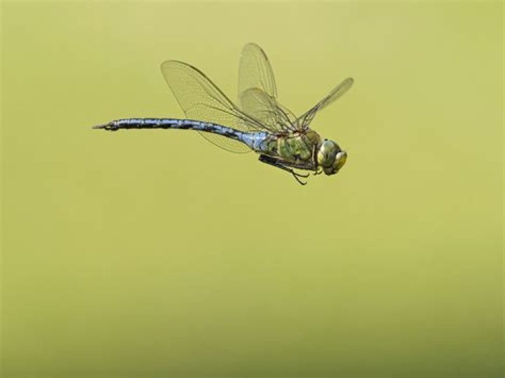 Why do bugs fly near your ear?